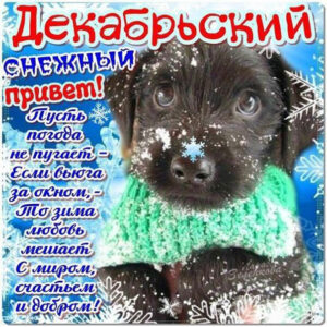 Открытка декабрьский привет с песиком