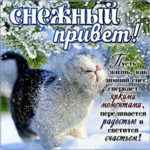 Снежный зимний привет картинка