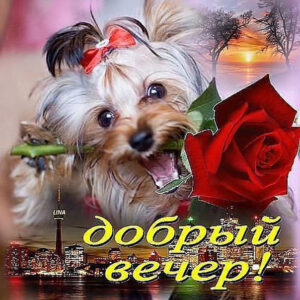 Добрый вечер с розами открытка