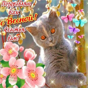 С весной котик на картинке