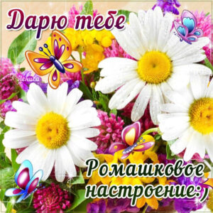 Ромашковое настроение
