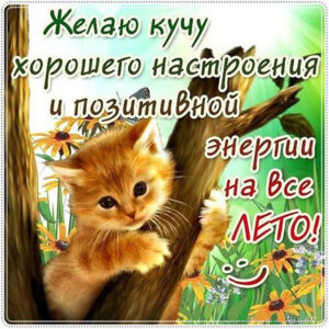 Котик. Желаю хорошего настроения