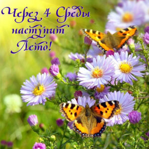 Скоро лето луговые цветы