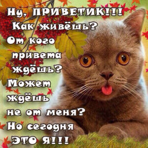 большой привет
