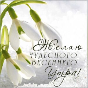 чудесного весеннего утра, весеннее утро, картинка доброго утра, подснежники весна, картинка с надписью доброе утро, отличного настроения, позитивного утра, чудесного утра