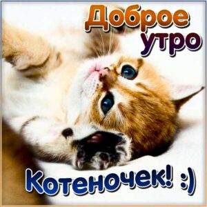 Картинка утро доброе котенок. Котик, с утром с надписью, цветы, котеночек, стишок, узоры, мерцающая, открытка утречко, удачного утра.