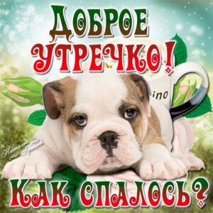 Прикольный песик с добрым утром как спалось