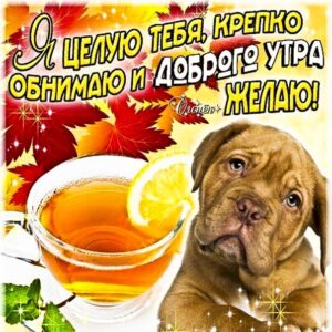 Открытка доброго утра целую. Со словами, яркого утра приятных эмоций, обнимаю, цветы, сияние, утренний позитив, собачка, мигающие, стихи, картинки пожелать.