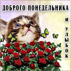 Понедельник, пожелание к понедельнику, доброго понедельника, с понедельником