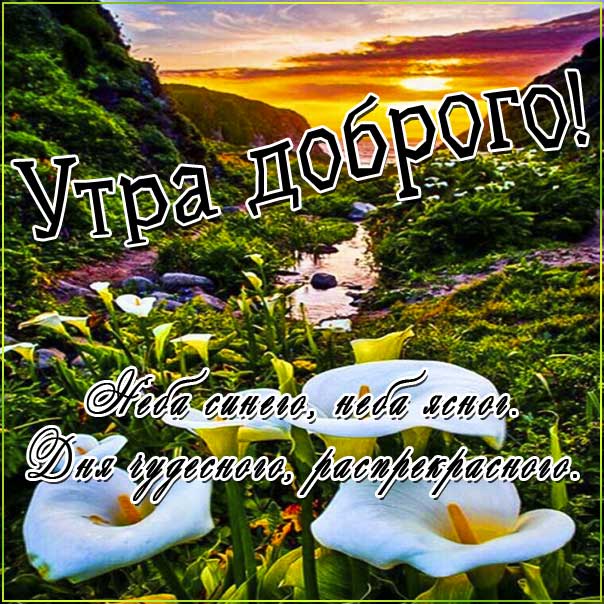 Доброе утро картинки. Рассвет, цветы, природа, лилии, восход солнца