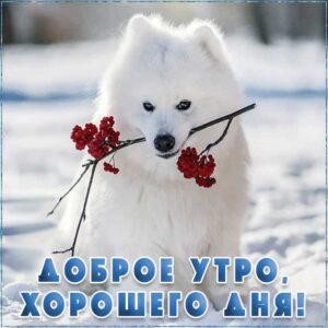 Доброе утро, зимнее утро, пожелание утром, калина, с добрым утром, прикольная утро