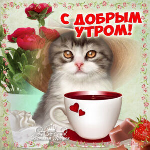 Открытка с кошкой