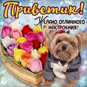 Открытки с Приветом бесплатно