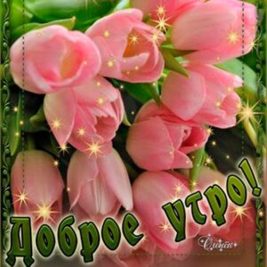 Милой розы